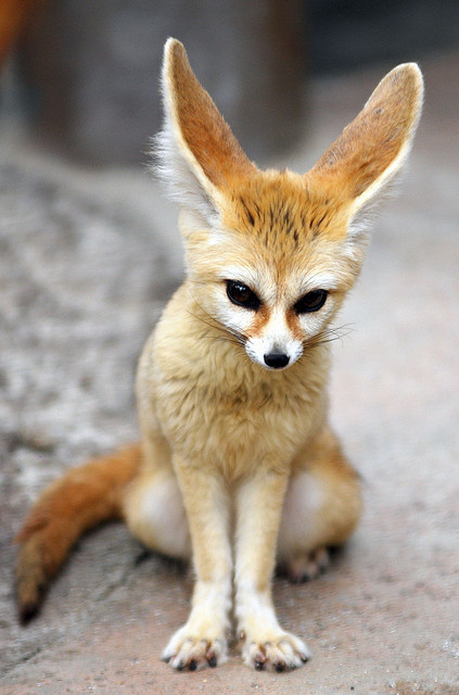 Fennec fox by floridapfe on Flickr. #fennec #sears #fox #photography #cute #animal