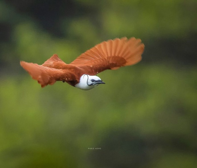 #birdsofinstagram: Fantastic Birds Photography by Mario Wong