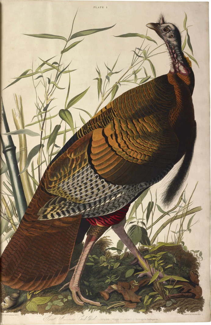 The birds of America, el libro más caro de la historia