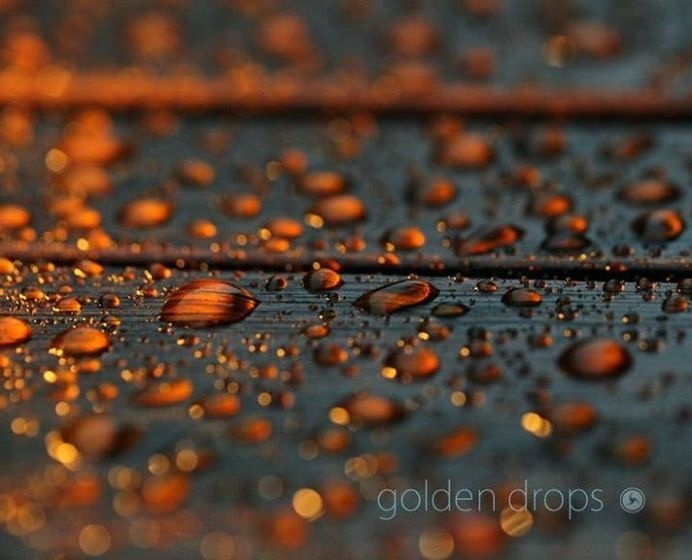 golden drops #regen #color #rain #gold #drops