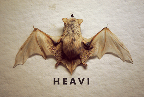 http://www.gtez.tumblr.com/ #animal #photo #bat #heavi