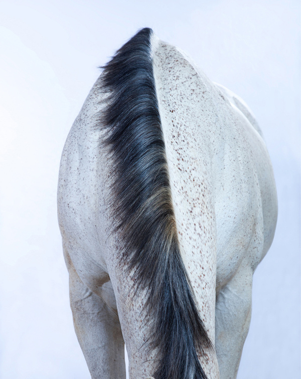Merde! : Photo #photo #horse