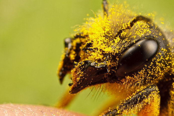 Incredible close-up Macro Photography of Insects by Dalentech #macro photography #insects photography #animal photography