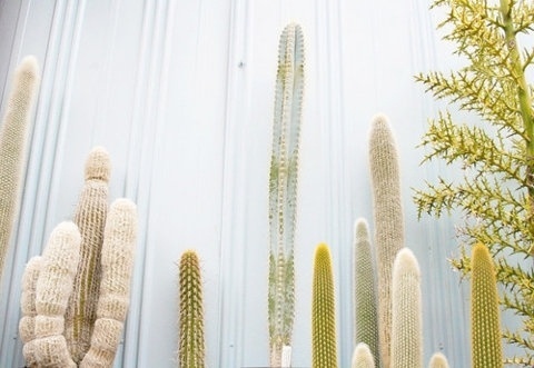 FFFFOUND! | Frame Story #frame #cactus #story #plant