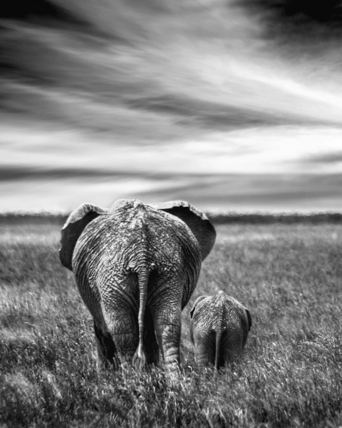 Outstanding Wildlife and Landscape Photography by Pepe Soho
