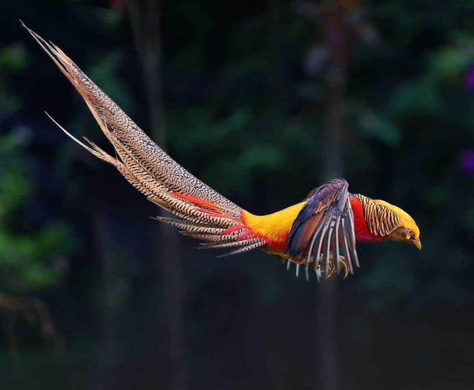 Birds of Taiwan: Brilliant Birds Photography by Chen Chengguang