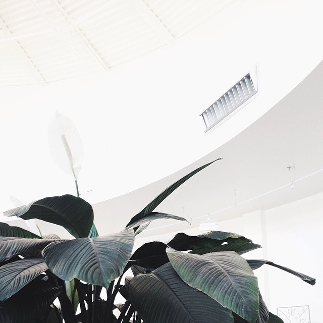Likes | Tumblr #nature #plant