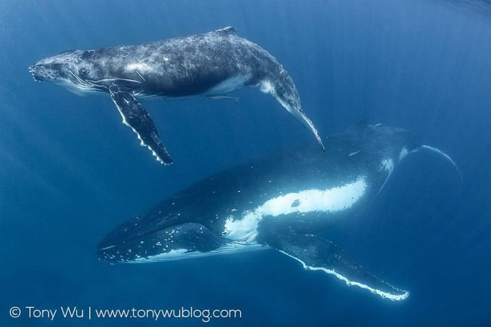 Absolutely Incredible Underwater Photography by Tony Wu