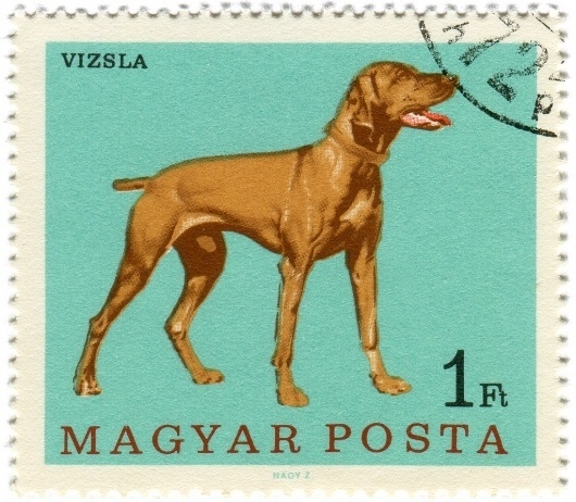 All sizes | Hungary postage stamp: vizsla dog | Flickr - Photo Sharing! #stamp #postage #vintage #dog