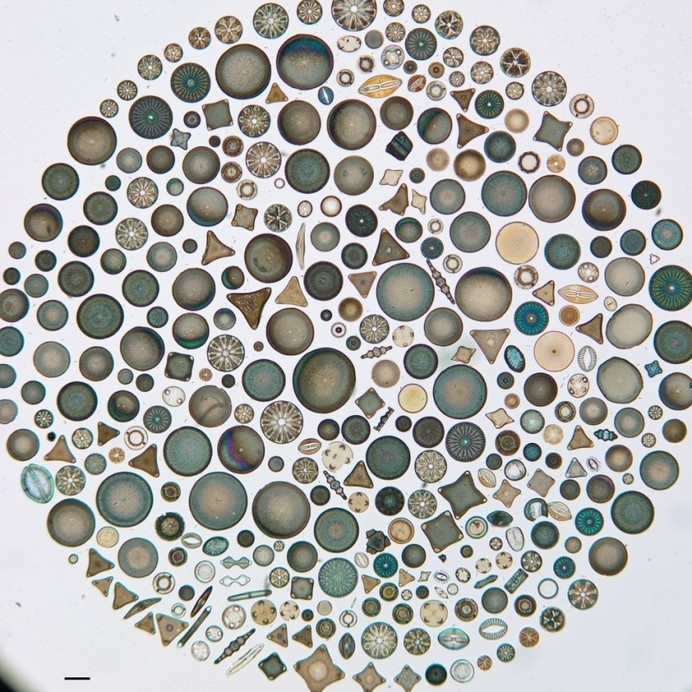 We are all in this together. - Synaptic Stimuli #sciences #biology #of #academy #microscope #art #california