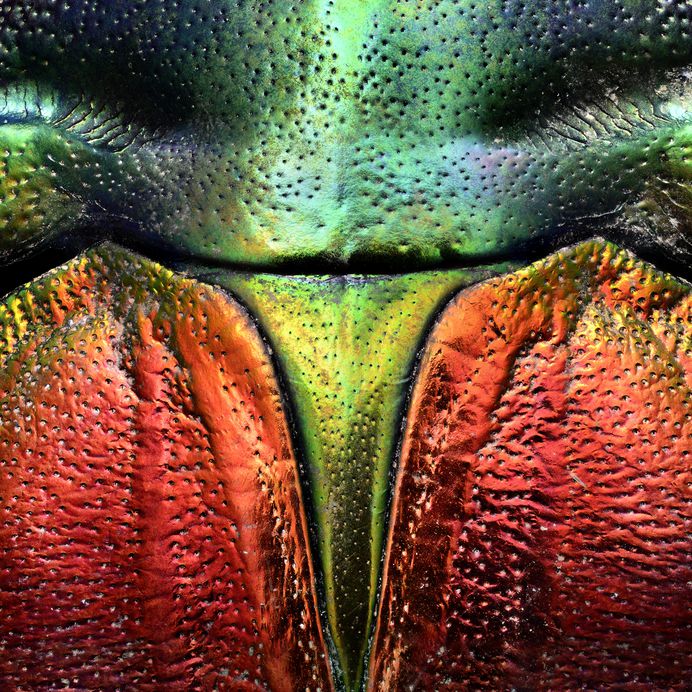 Detail of Tricolored Jewel Beetle