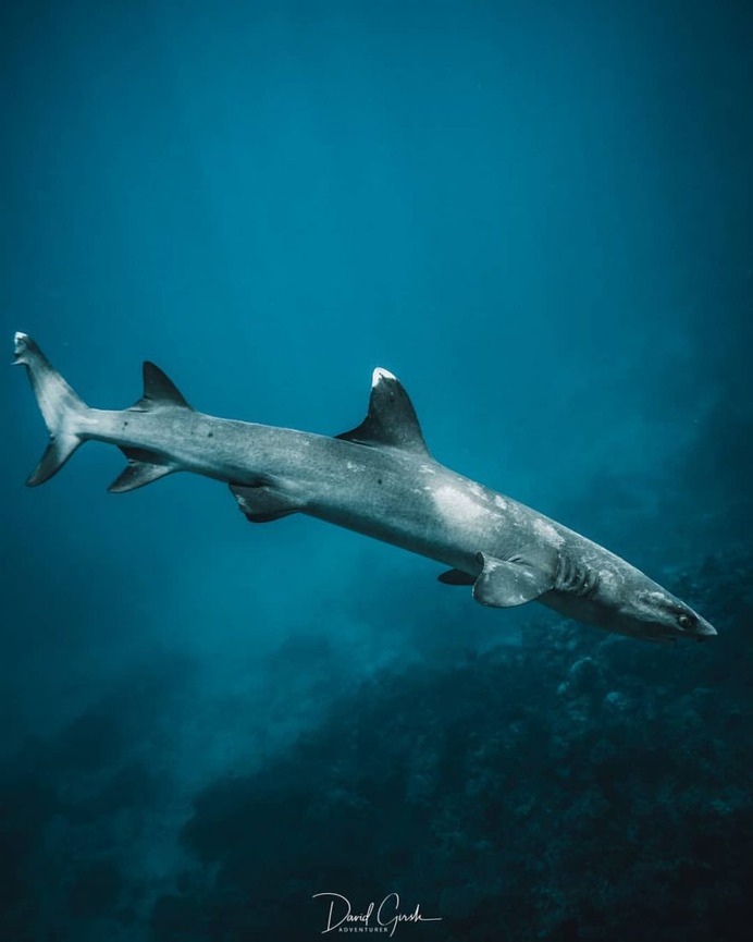 Exceptional Underwater and Ocean Photography by David Girsh