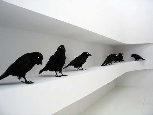tumblr_ld2asePSTL1qaf7nco1_500.jpg (500×375) #white #crow #black #and