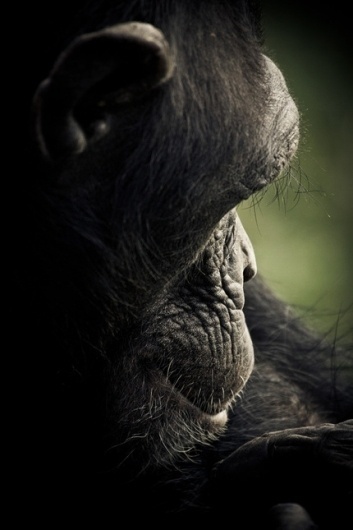 CHIMPANZEE SANCTUARY by Gabi Guiard » Design You Trust – Design and Beyond! #photography #monkey
