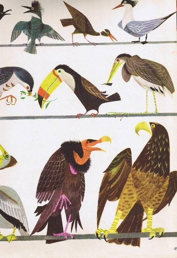 Husband and Wife Team: Alice and Martin Provensen | Weddingbee PRO #illustration #bird