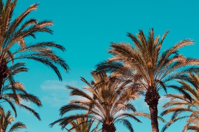 Blue sky, tree, sky and green HD photo by Oliver Cole (@o_j_cole) on Unsplash