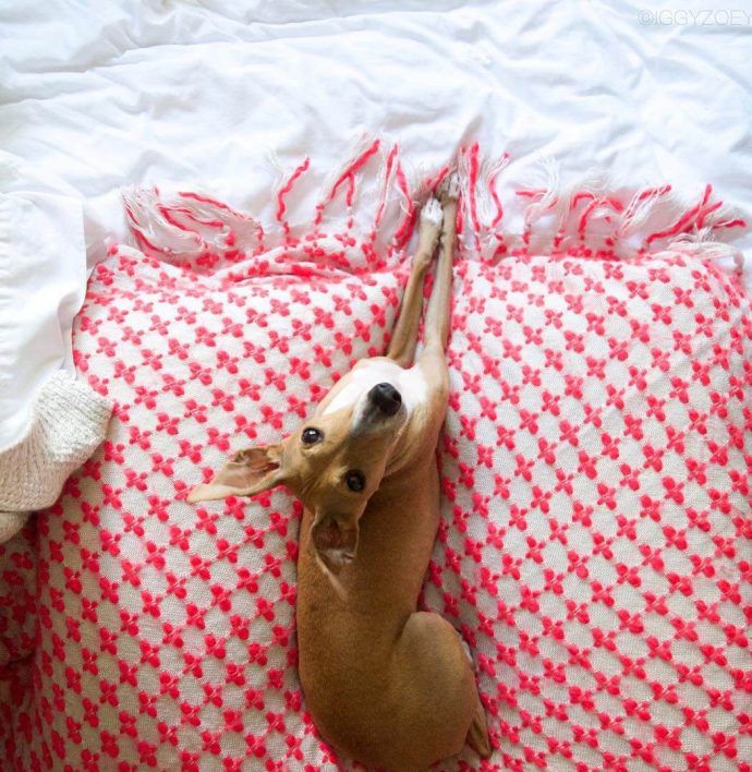 Most Dog Friendly Stores in America - TJ Maxx