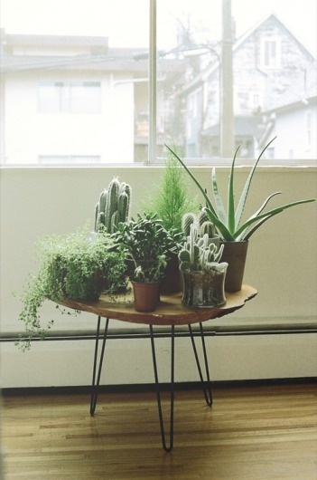 Kyle Scully « PICDIT #photography #plant #green