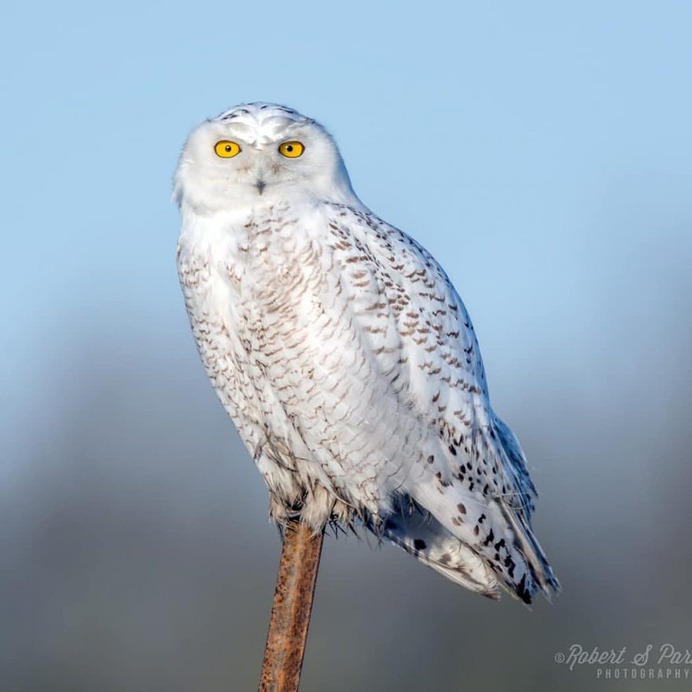 #your_best_birds: Fantastic Birds Photography by Robert S. Parker