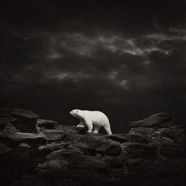 Polar Bear 8306 #bear #polar #photography