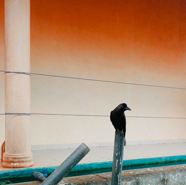 Barabul | PICDIT