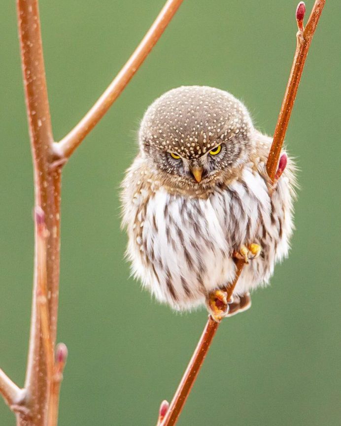 #kings_birds: Stunning Bird Photography by Ben Knoot