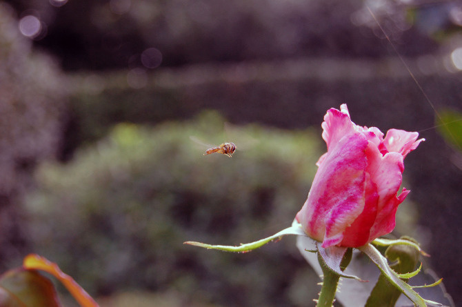 Photograph Collection - Charles Poulson Graphic Design #photography #lucca #flower #macro #italy