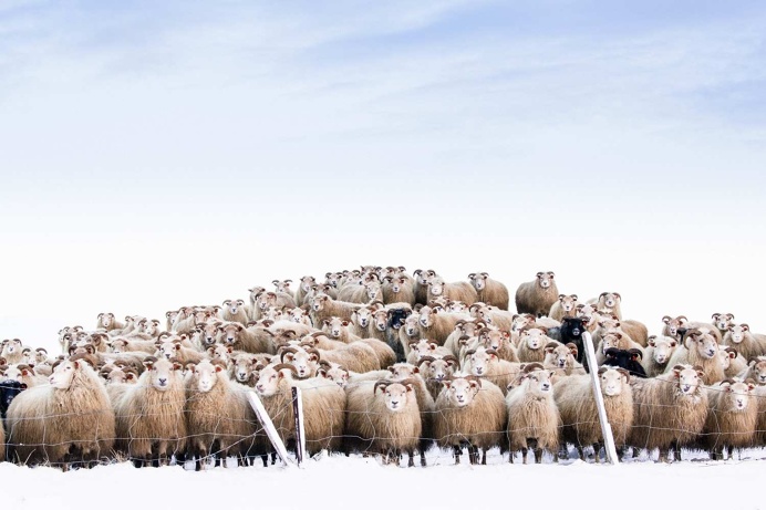 Iceland Nature Photography by Einar Orn