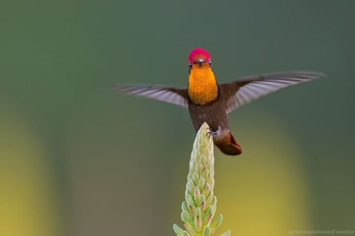 #bestbirdshots: Colorful Birds of Colombia by Luis Fernando Agudelo