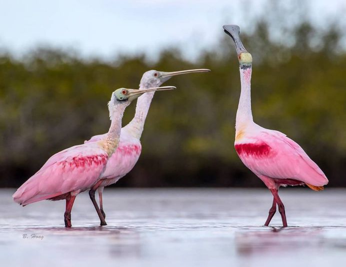#your_best_birds: Creative Bird Photography by Bill Hoag