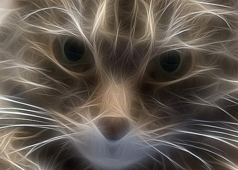 FFFFOUND! | fractaliuscat4231.jpg (JPEG Image, 500×358 pixels) #light #cat