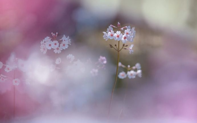 Beautiful Macro Flower Photography by Miyako Koumura