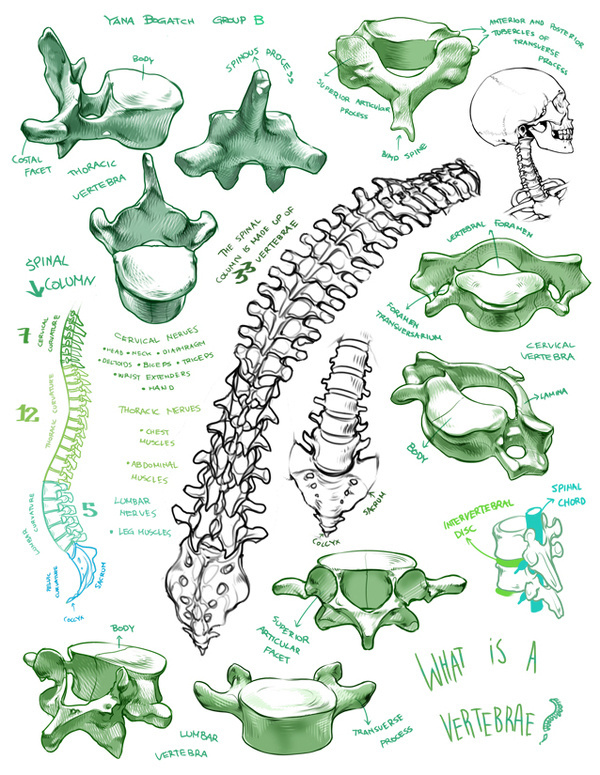 (fryingtoilet: Bone portfolio for LD class from...) #spine #skeleton #biology #drawing #anatomy #illustration #skull #bones #vertebrae #life
