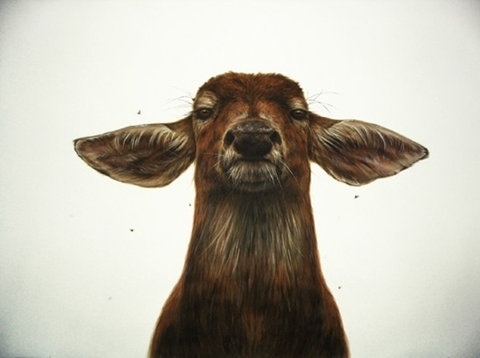 FFFFOUND! | B A S I C S P A C E #deer #drawing #doe #mammal #illustration #painting #animal