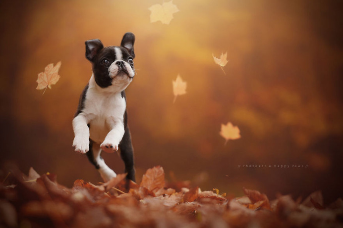 Photographer Captures Soulful Portraits Of Dogs In Austrian Wilderness #dog #animals #photography #portrait