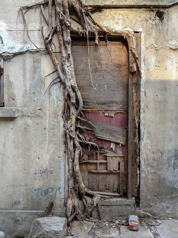 tree-roots-concrete-pavement-9 #root #photography #tree