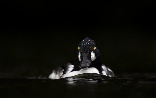 Wildlife Photos by Ben Hall | Best Bookmarks #duck #black #photography #hall #ben