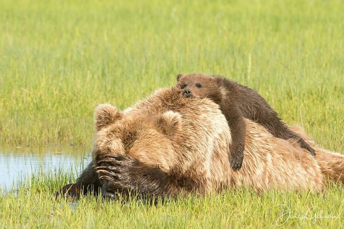 Amazing Portraits of Wild Animals by Daisy Gilardini