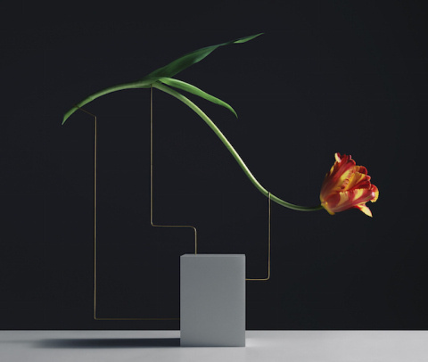 Carl Kleiner | PICDIT #photo #photography #flower