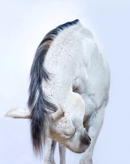 'All the Wild Horses' on the Behance Network #photography #horse