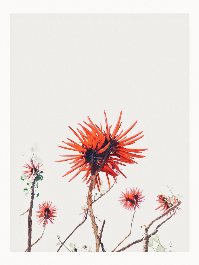 #flora #cologne #erythrina #coraltree PHOTOGRAPHIE © [ catrin mackowski ]