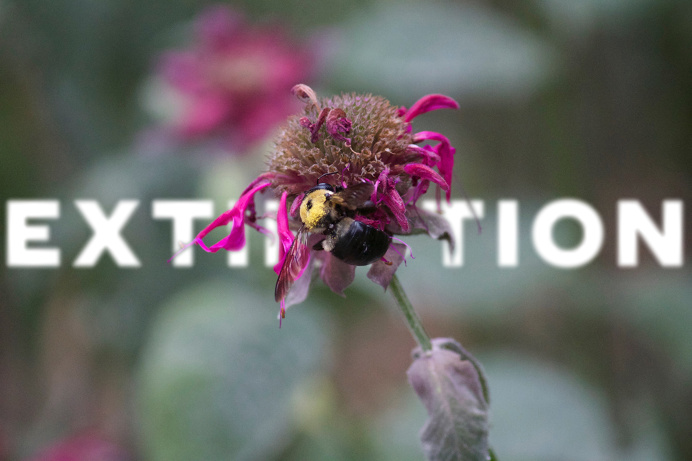 Extinction