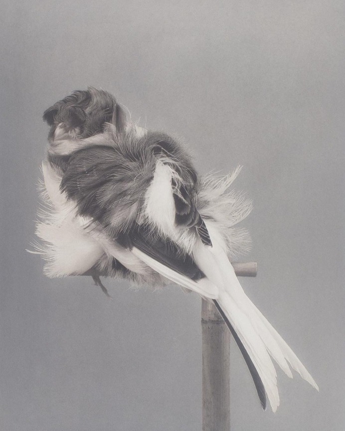 Carsten Höller Birds 2006