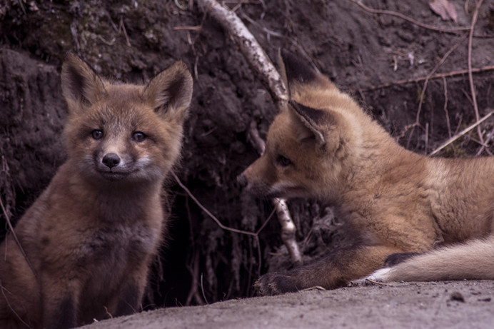 Fox