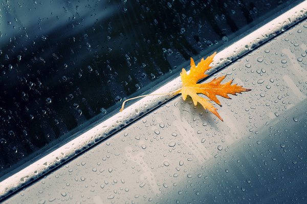 photo #rainy #day #leaf