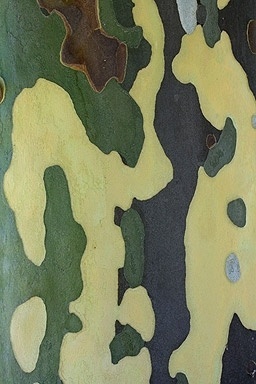 Eucalyptus Bark #bark #nature #pattern