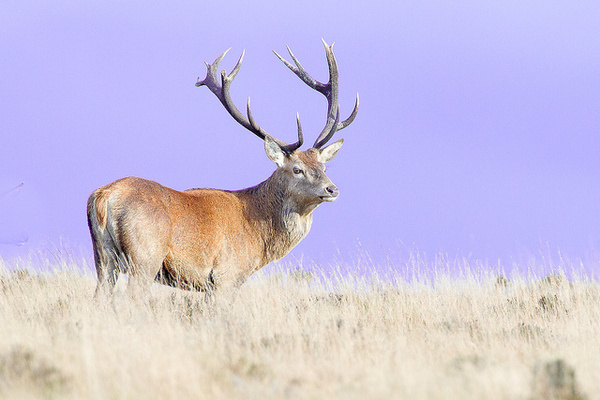 photo #forest #animal