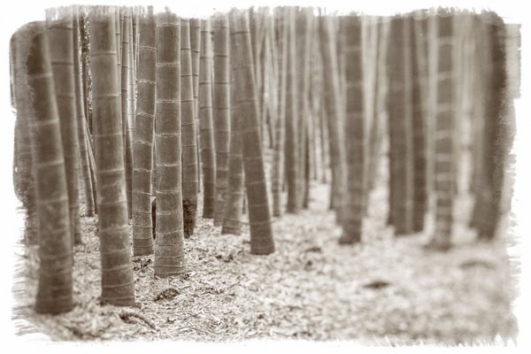 Japan by Julieanne Kost #inspiration #photography #art #fine