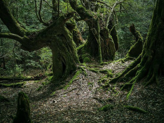 Yakushima - The Forest Spirit: Landscape Photography by Raphael Olivier