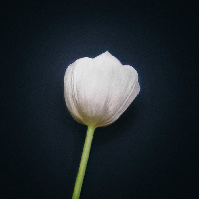 Herm the Younger Tulip, 2019 Portfolio | Instagram | Contact